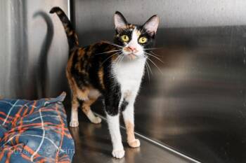 Twix -  Domestic Short Hair Cat for Adoption in Elmwood, Louisiana - Twix | PetCurious