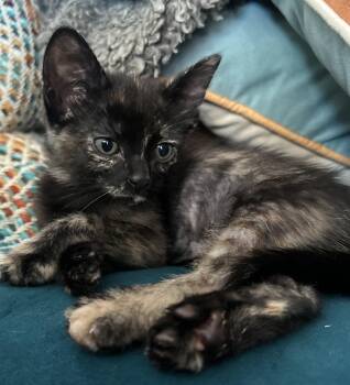 Tortoiseshell Cats Available for Adoption - Nutmeg  | PetCurious
