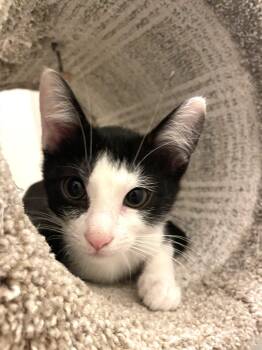 Luigi -  Domestic Medium Hair Cat for Adoption in Bentonville, Arkansas - Luigi | PetCurious