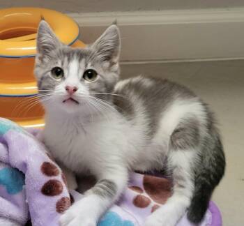 Jimothy -  Domestic Short Hair Cat for Adoption in Tucson, Arizona - Jimothy | PetCurious