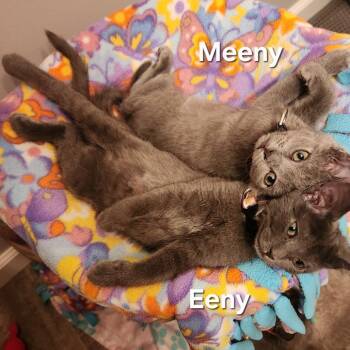 Meeny C11836 -  Domestic Short Hair Cat for Adoption - Meeny C11836 | PetCurious