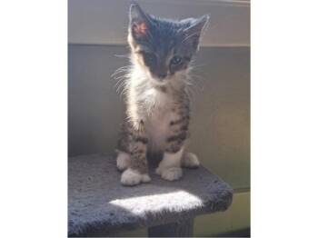MISS HEMINGWAY -  Domestic Short Hair Cat for Adoption in Fort Wayne, Indiana - MISS HEMINGWAY | PetCurious