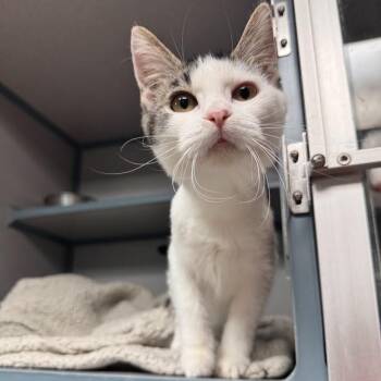 Shirley -  Domestic Short Hair Cat for Adoption in Waterloo, Iowa - Shirley | PetCurious