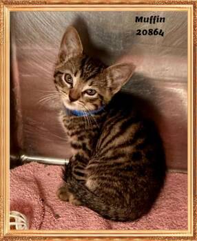 MUFFIN -  Domestic Short Hair and Tabby Cat for Adoption in Marietta, Georgia - MUFFIN | PetCurious