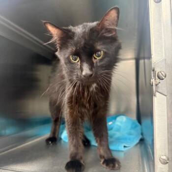 Bear -  Domestic Long Hair Cat for Adoption in Normal, Illinois - Bear | PetCurious