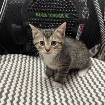 Domestic Short Hair Cats Available for Adoption in Evansville, Indiana - Crunchin