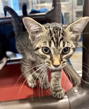 BLUE BERRY -  Domestic Short Hair Cat for Adoption in Kalamazoo, Michigan - BLUE BERRY | PetCurious