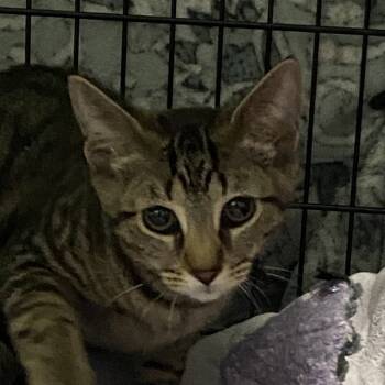 Rescue Domestic Short Hair Cats for Adoption in Allentown, Pennsylvania - Zoey | PetCurious