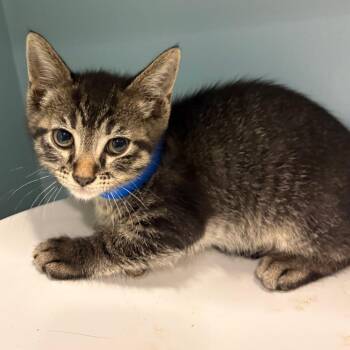 Chungus -  Domestic Short Hair Cat for Adoption in Chattanooga, Tennessee - Chungus | PetCurious