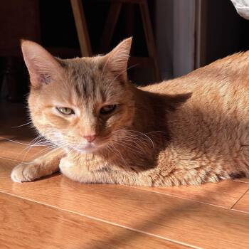 Domestic Short Hair Cats Available for Adoption in Evanston, Illinois - Beverly | PetCurious