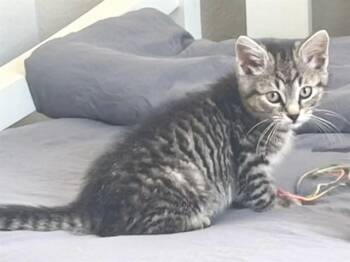 NIX -  Domestic Short Hair Cat for Adoption in Colorado Springs, Colorado - NIX | PetCurious
