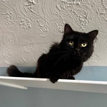 Joe -  Domestic Long Hair Cat for Adoption in Brownsboro, Alabama - Joe | PetCurious