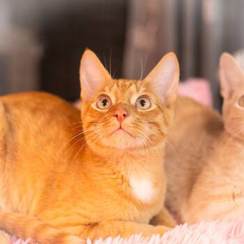 Marcellus -  Domestic Short Hair Cat for Adoption in St. Augustine, Florida - Marcellus | PetCurious