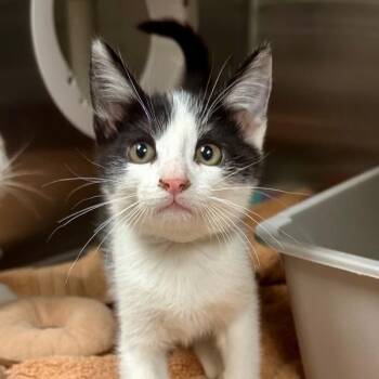 Hopkins -  Domestic Short Hair Cat for Adoption in Walnut Creek, California - Hopkins | PetCurious