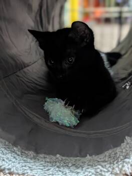 Mackenzie -  Domestic Short Hair Cat for Adoption in Diamond Springs, California - Mackenzie | PetCurious