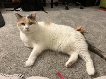 Queen of Hearts (4paw declaw) -  Domestic Short Hair Cat for Adoption in Wheaton, Illinois - Queen Of Hearts (4paw Declaw) | PetCurious