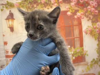 LUPE -  Domestic Short Hair Cat for Adoption in San Bernardino, California - LUPE | PetCurious