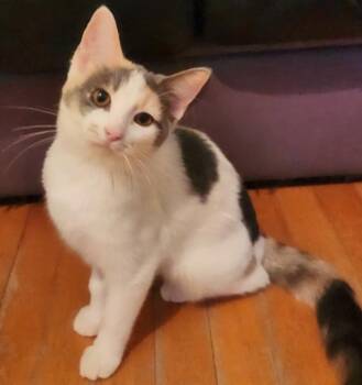 Rescue Domestic Short Hair Cats for Adoption in Chertsey, Quebec - Prune | PetCurious