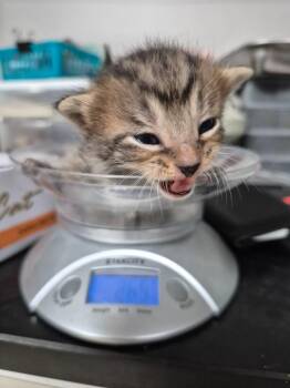Domestic Short Hair Cats Available for Adoption in Cincinnati, Ohio - Galileo | PetCurious