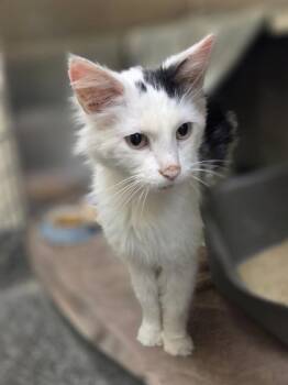 Frankie -  Domestic Medium Hair and Domestic Short Hair Cat for Adoption in Westland, Michigan - Frankie | PetCurious