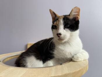 Chance (cat cafe) -  Calico Cat for Adoption in West Lafayette, Indiana - Chance (cat Cafe) | PetCurious