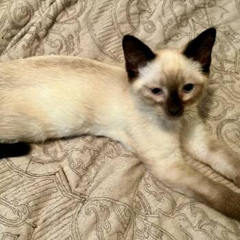Elvis -  Siamese and Domestic Short Hair Cat for Adoption in Frankfort, Michigan - Elvis | PetCurious