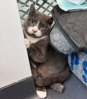 Gumby -  Domestic Short Hair Cat for Adoption in New York, New York - Gumby | PetCurious