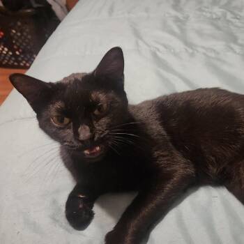 Domestic Short Hair Cats Available for Adoption - Sweetie Pie | PetCurious