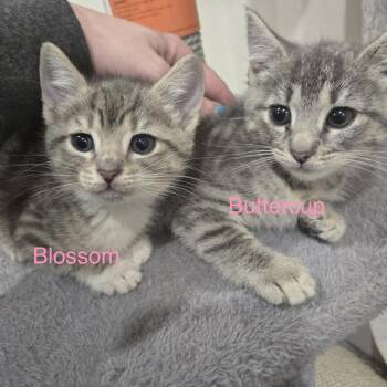 Domestic Short Hair Cats Available for Adoption in Telford, Pennsylvania - Buttercup (Lil Luckies Litter) | PetCurious