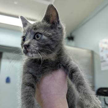 Stormy -  Domestic Short Hair Cat for Adoption in Columbia, Missouri - Stormy | PetCurious