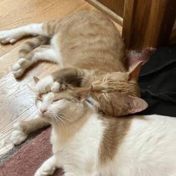 Rescue Domestic Short Hair Cats for Adoption in Monticello, Minnesota - Benny And Gemma | PetCurious