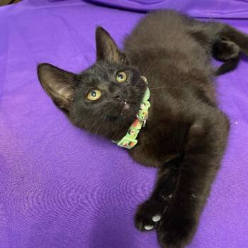 Domestic Short Hair Cats Available for Adoption in North Myrtle Beach, South Carolina - Udele | PetCurious