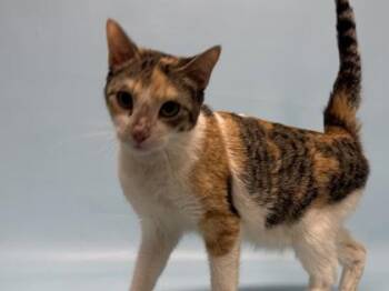 Yuna -  Domestic Short Hair Cat for Adoption in Golden Valley, Minnesota - Yuna | PetCurious