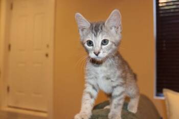 Cup of Ambition -  Domestic Short Hair Cat for Adoption in Chicago, Illinois - Cup Of Ambition | PetCurious