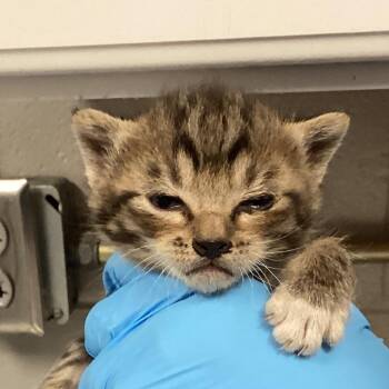 Domestic Short Hair Cats Available for Adoption in Greenville, South Carolina - Toodles | PetCurious