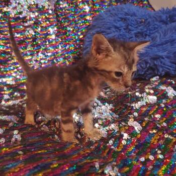 Cypress -  Domestic Short Hair Cat for Adoption in Jefferson City, Tennessee - Cypress | PetCurious