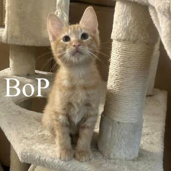 Domestic Short Hair Cats Available for Adoption in San Tan Valley, Arizona - Bop | PetCurious