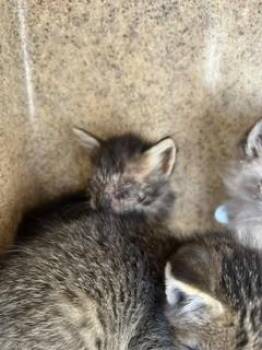 A377497 -  Domestic Medium Hair Cat for Adoption in Stockton, California - A377497 | PetCurious