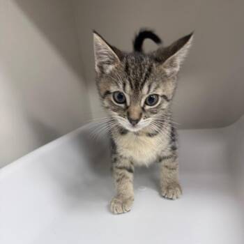 Domestic Short Hair Cats Available for Adoption in Jupiter, Florida - Mars | PetCurious