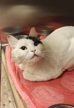 Rescue Domestic Long Hair Cats for Adoption in Santa Fe, New Mexico - SIMBA | PetCurious