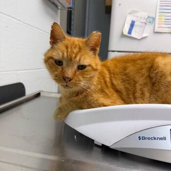 Crypt Keeper -  Domestic Short Hair Cat for Adoption in Parkersburg, West Virginia - Crypt Keeper | PetCurious