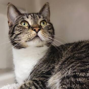 Domestic Short Hair Cats Available for Adoption in Sarasota, Florida - Price | PetCurious