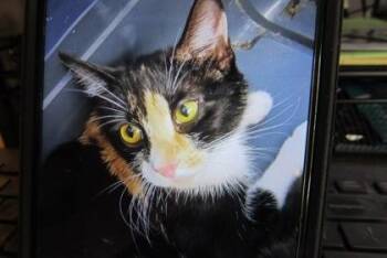 Tyson -  Domestic Short Hair Cat for Adoption in West Memphis, Arkansas - Tyson | PetCurious