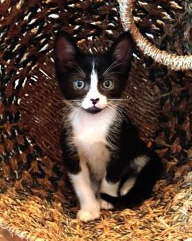 Trixie -  Domestic Short Hair Cat for Adoption in Honolulu, Hawaii - Trixie | PetCurious