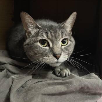 Reign -  Domestic Short Hair Cat for Adoption in Brentwood, Missouri - Reign | PetCurious