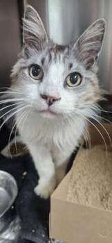 Domestic Medium Hair and Domestic Short Hair Cats Available for Adoption in Roseville, California - Jessie James | PetCurious