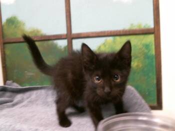FRENCHIE -  Domestic Short Hair Cat for Adoption in Houston, Texas - FRENCHIE | PetCurious