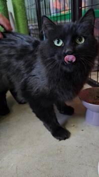 Rescue American Shorthair Cats for Adoption in Pinedale, Wyoming - Myst | PetCurious