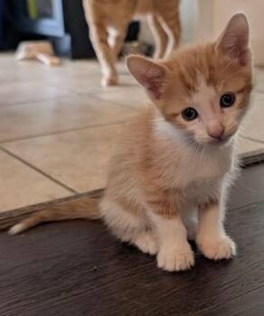 Tabby Cats Available for Adoption in San Antonio, Texas - Chuck Meowris | PetCurious