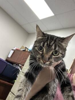 Domestic Short Hair Cats Available for Adoption in Pasadena, Texas - MOMMA | PetCurious